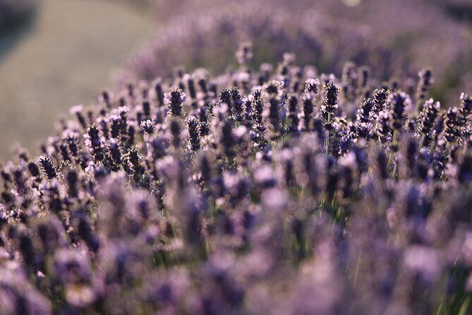 Aroma sampling of 5 Bulgarian Lavender varieties at DiVes Winery - Aroma sampling: comparing five Bulgarian lavender varieties