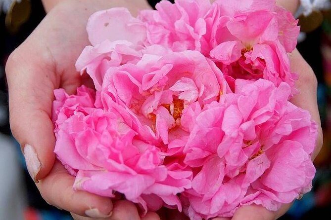 Picking Roses Workshop & Extracting Rose Oil in the Rose Valley - Key things I’d bet you’ll enjoy