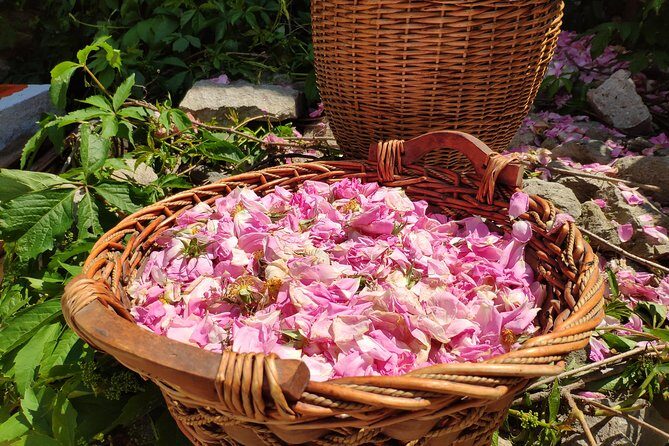 Picking Roses Workshop & Extracting Rose Oil in the Rose Valley - Stop 5: Kazanlak area and the oil-making workshop focus