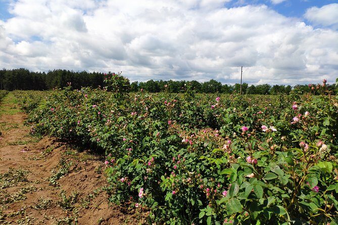 Private Access Rose Festival Kazanlak 05-07.06.2025 - Damascena Rose Oil Museum and Factory: From Petals to Product