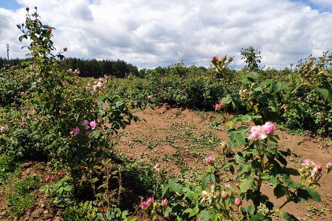 Private Access Rose Festival Kazanlak 05-07.06.2025 - A Private Rose Festival Day in Kazanlak: What 12 Hours Really Means