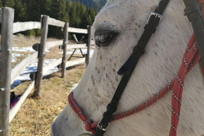 Private Horseback Riding the Rila Range - What you’ll actually do during the ride (the part that makes it worth it)