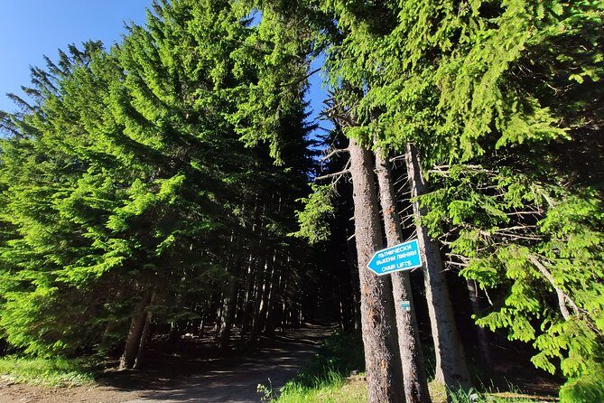 Private Mountain Biking in Vitosha from Sofia - Vitosha Mountain makes a fast bike escape from Sofia